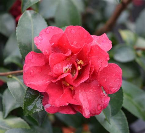 Incorporating Camellia sasanqua 'October Magic' into a Cottage Garden Design